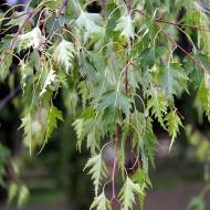 Саженец березы Бородавчатая Dalecarlica в контейнере